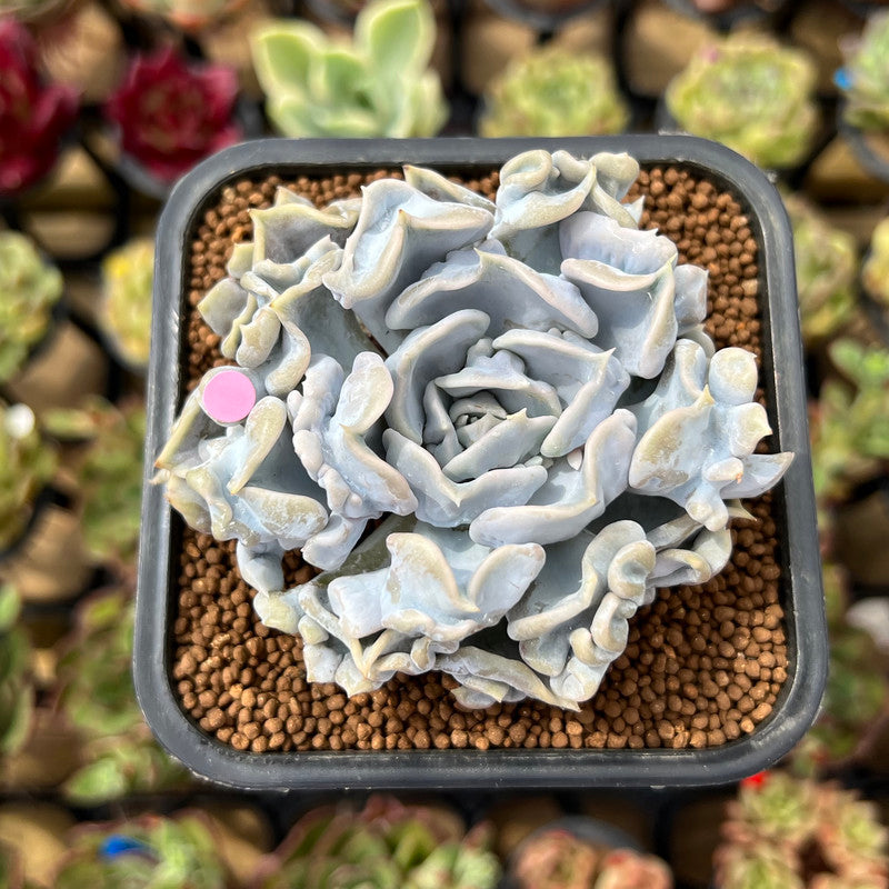 thriller succulents Echeveria 'Thriller Pearl' 2"-3" Succulent Plant Cutting