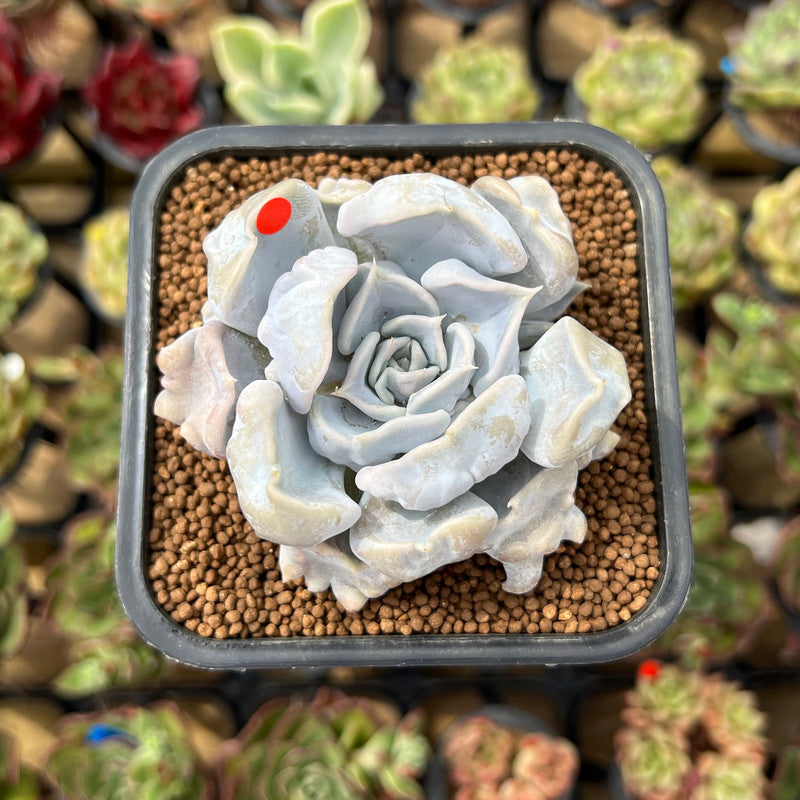 thriller succulents Echeveria 'Thriller Pearl' 2