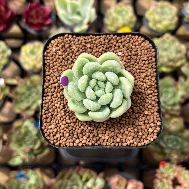 bubble succulents Echeveria 'Bubble Love' 1" Succulent Plant Cutting