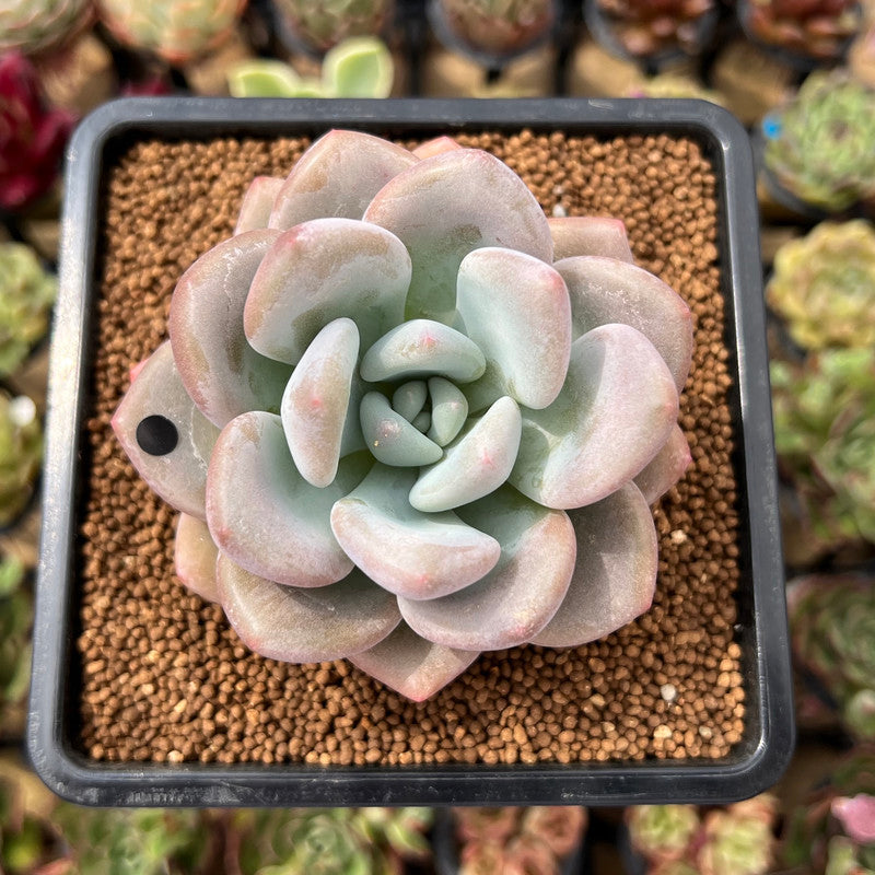 opalina succulent Graptoveria 'Opalina' Hybrid 3" Succulent Plant Cutting
