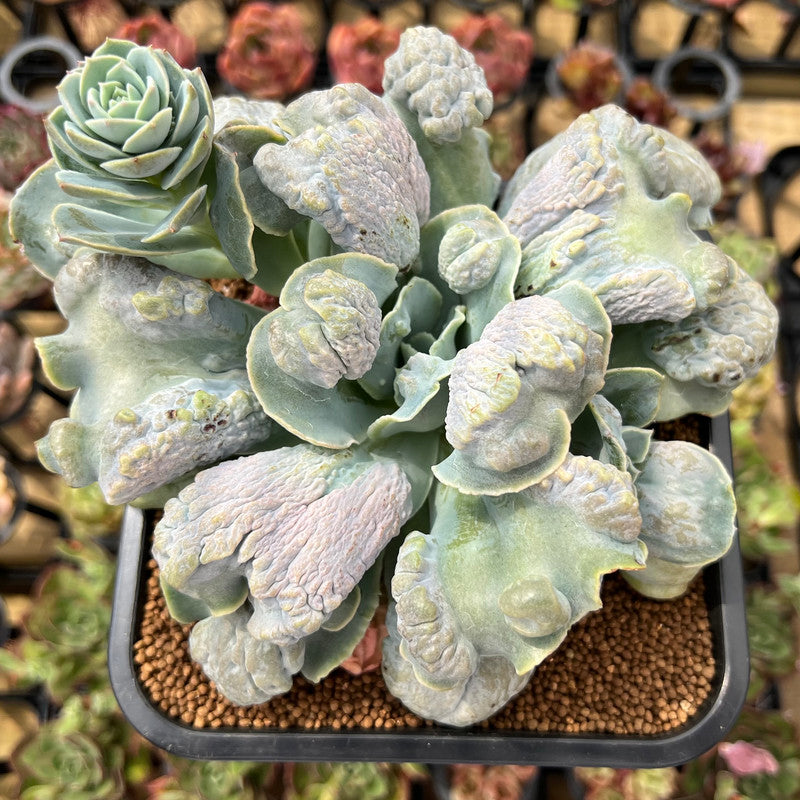 castle succulent Echeveria 'Castle' 4" Succulent Plant Cutting