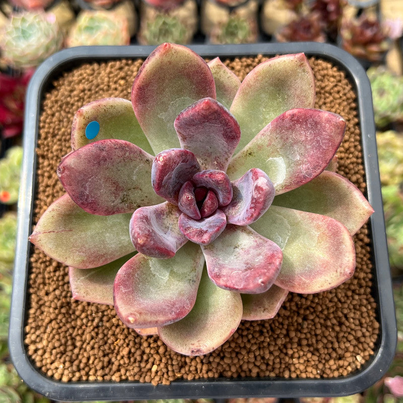 tulip succulent Echeveria 'Pink Tulip' 3" Succulent Plant Cutting