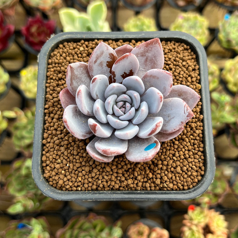 lulu succulents Echeveria 'Lulu' 2"-3" Succulent Plant Cutting