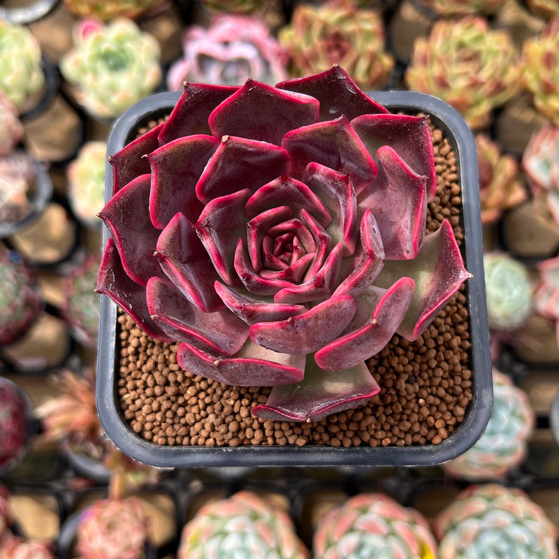 bunny plant succulent Echeveria 'Pink Bunny' 2" Succulent Plant Cutting
