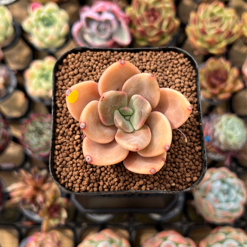 Echeveria 'Red Lips' (Xichuensis Hybrid) 1