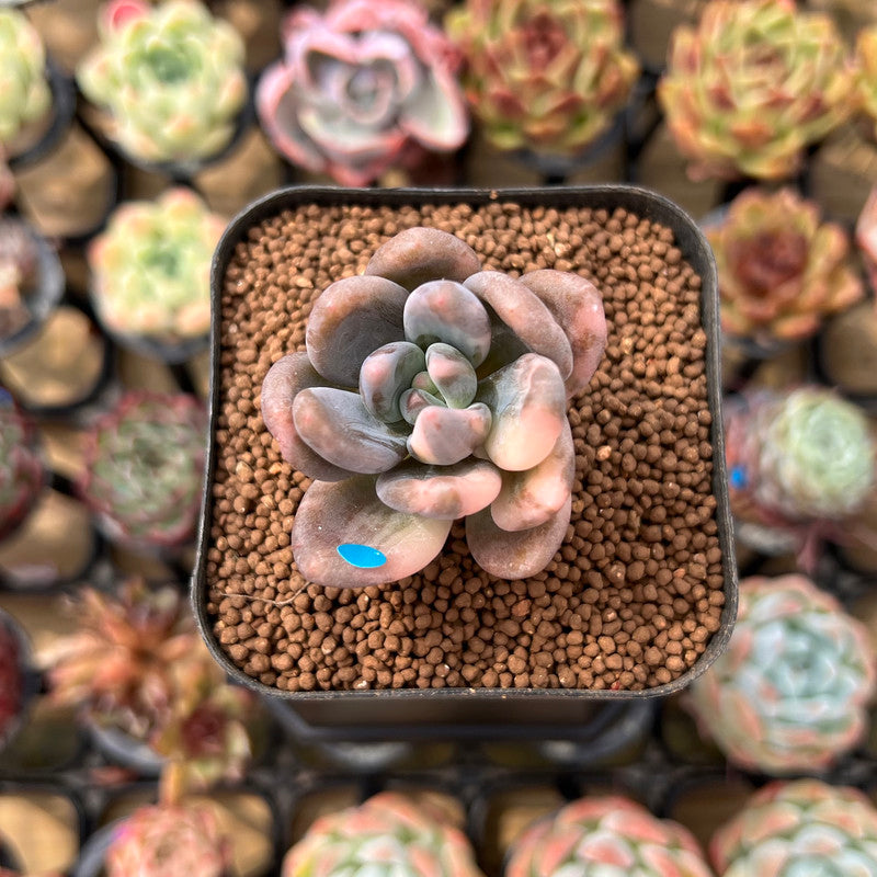 mist succulents Pachyveria 'Blue Mist' 1