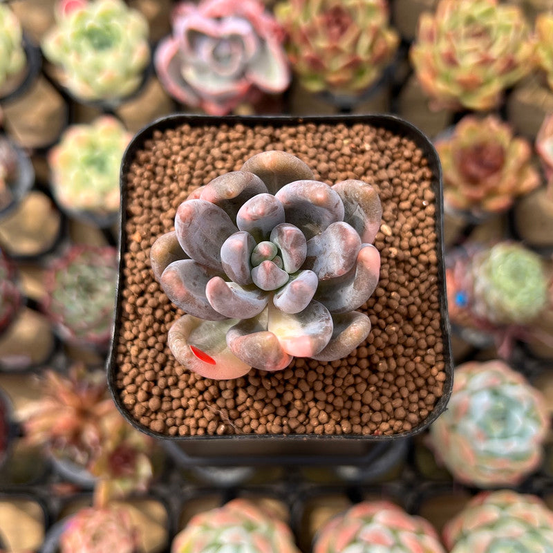 blue mist succulent Pachyveria 'Blue Mist' 1" Succulent Plant Cutting