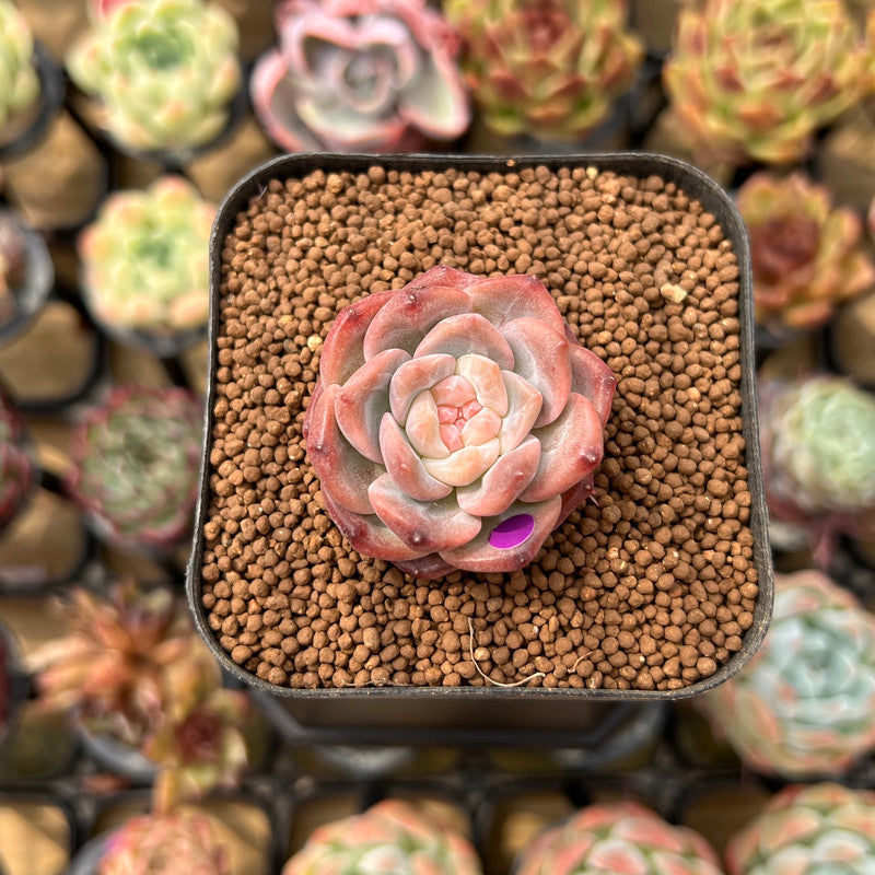 pink lotus succulent Echeveria 'Snow Lotus' 1" Succulent Plant Cutting