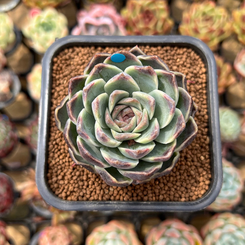 bead plant succulent Echeveria 'Jade Bead' 2" Succulent Plant Cutting – True Succulents Plant Co