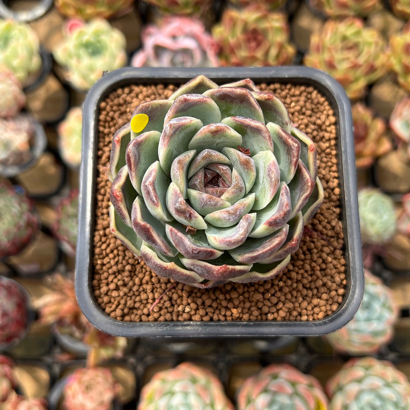 Echeveria 'Jade Bead' 2