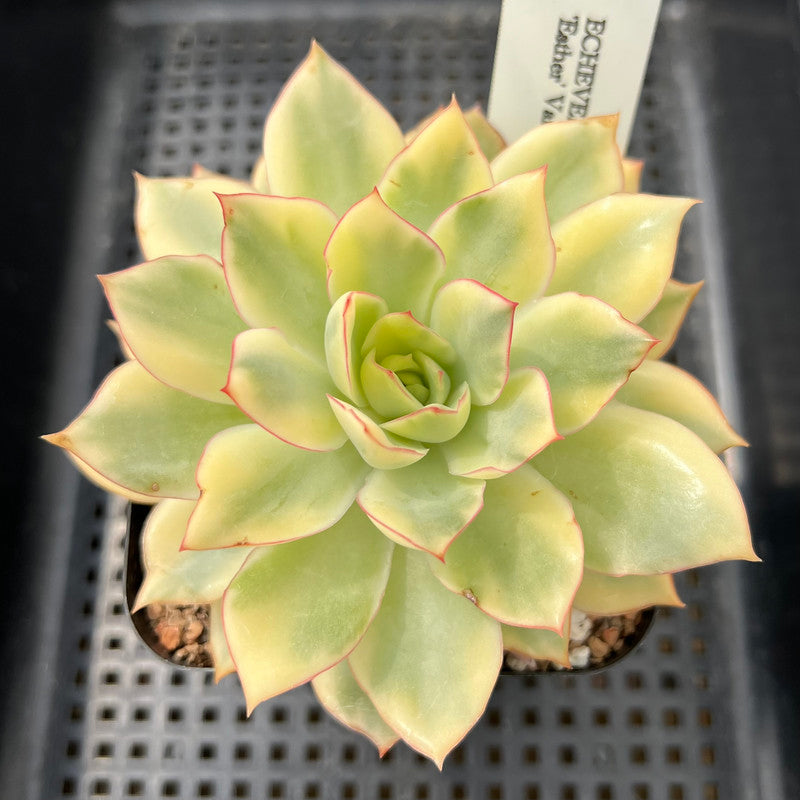 esther succulent Echeveria 'Esther' Variegated 3"-4" Succulent Plant