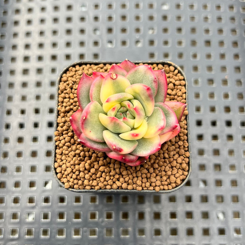 chanel plant pot Echeveria 'Royal Chanel' Variegated 1" Succulent Plant Cutting