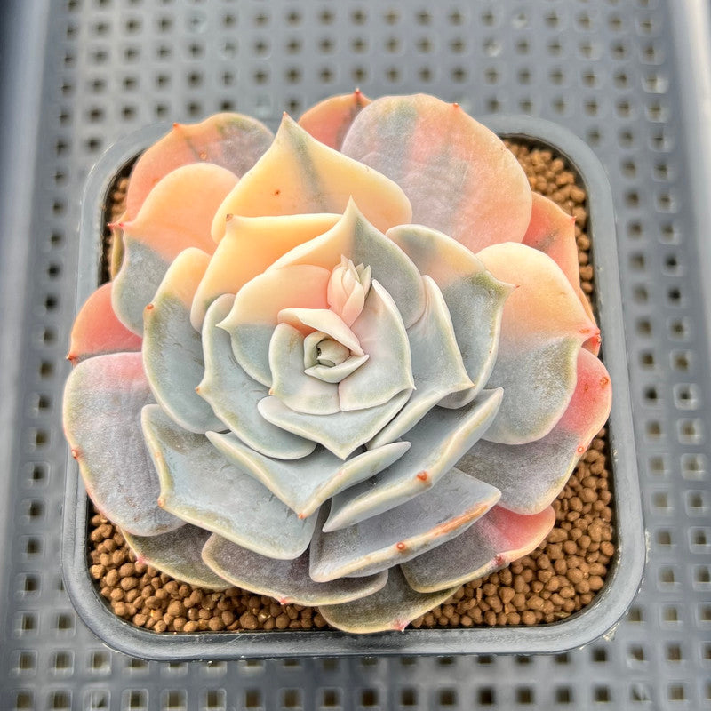 pollux succulent Echeveria 'Pollux' Variegated 2" Succulent Plant Cutting