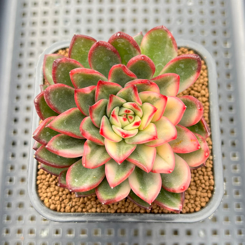 succulent with red edged leaves Echeveria Agavoides 'Red Tip' Variegated 2"-3" Succulent Plant Cutting – True Succulents Plant Co