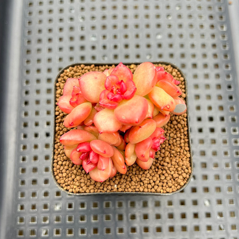 apple blossom succulent Echeveria 'Apple Blossom' 2
