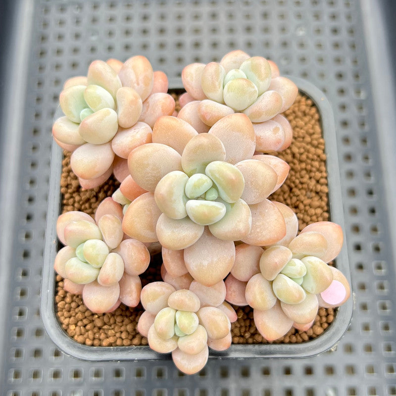 miul succulent Graptopetalum 'Miul' 3"-4" Cluster Succulent Plant Cutting