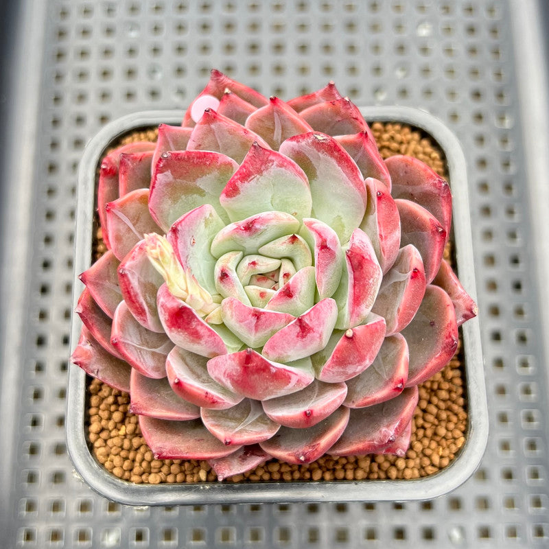 succulents colorado Echeveria 'Colorado' 3"-4" Succulent Plant Cutting