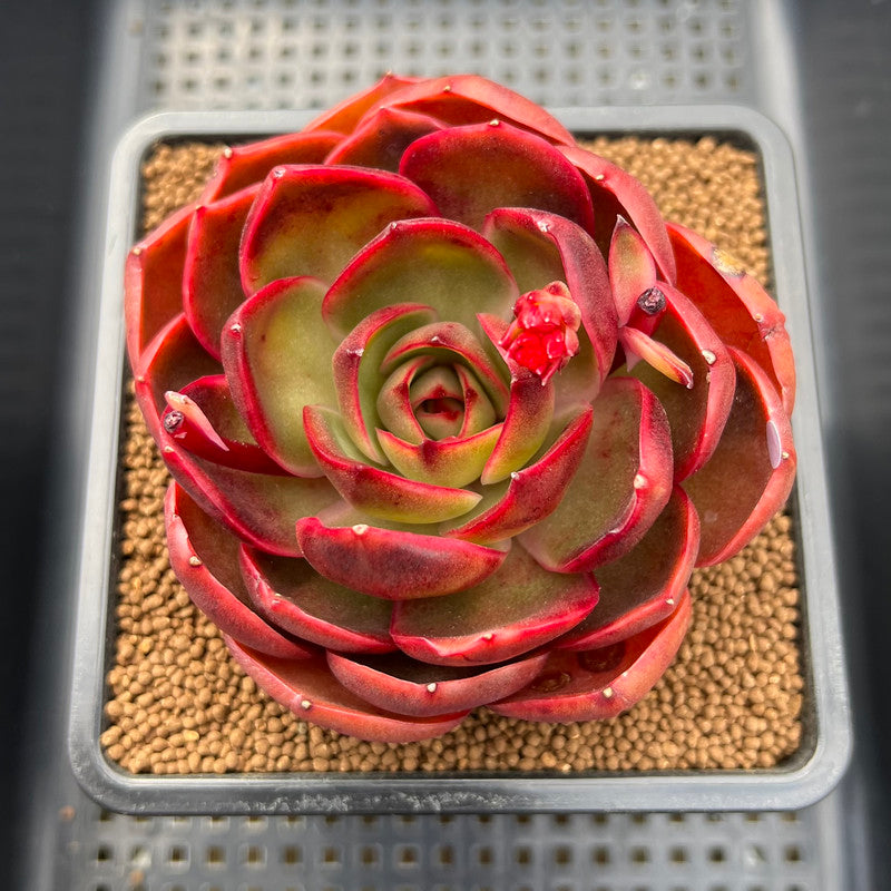lantern flower succulent Echeveria 'Red Lantern' 3" Succulent Plant Cutting