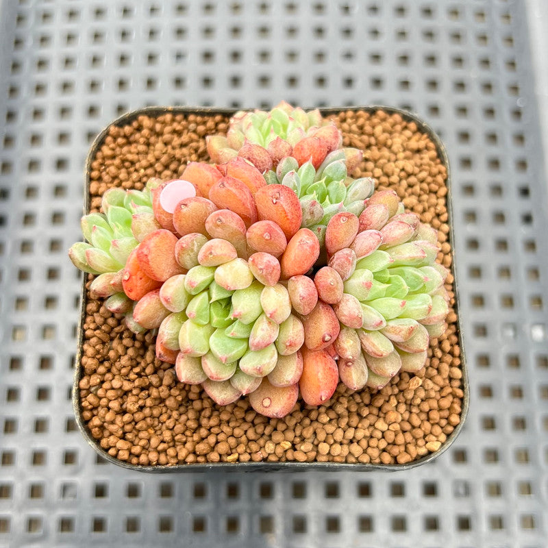 fantasia clair succulent Echeveria 'Green Surf' 2" Succulent Plant Cutting