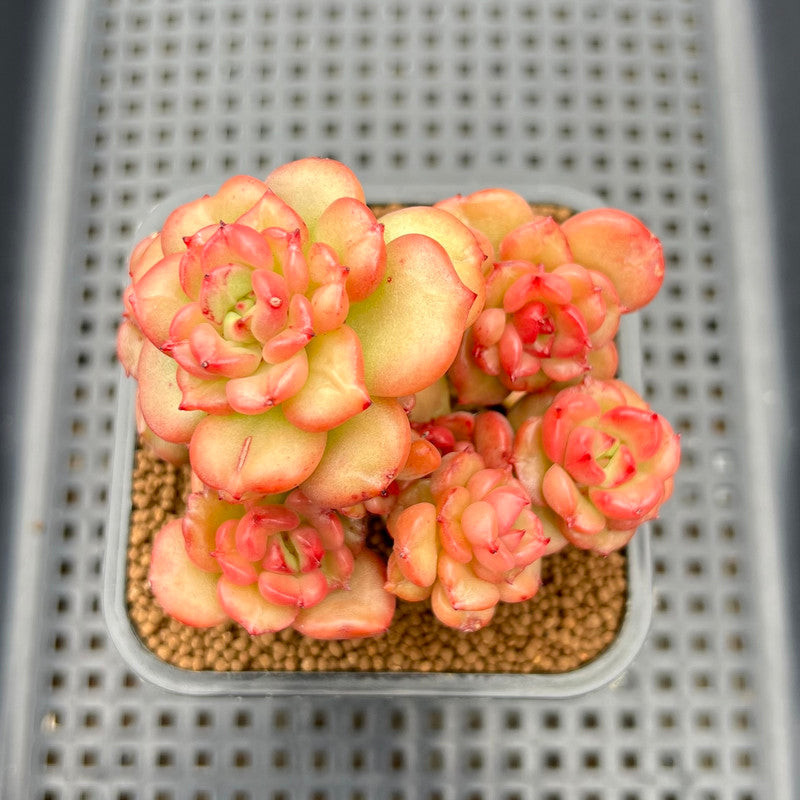 apple blossom succulent Echeveria 'Apple Blossom' 2" Succulent Plant Cutting