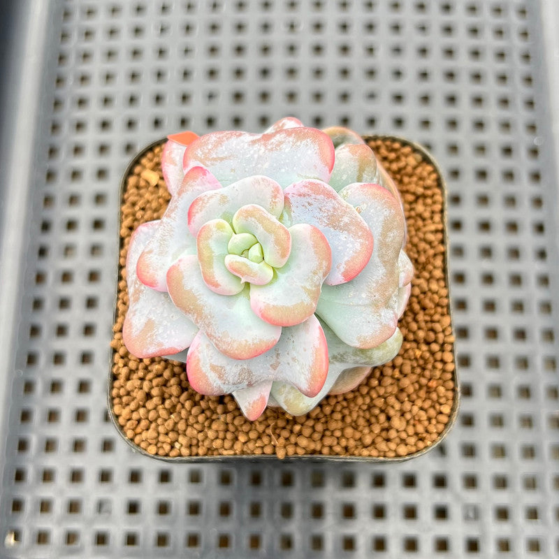 succulent song Echeveria 'Heart Song' 2" Succulent Plant Cutting