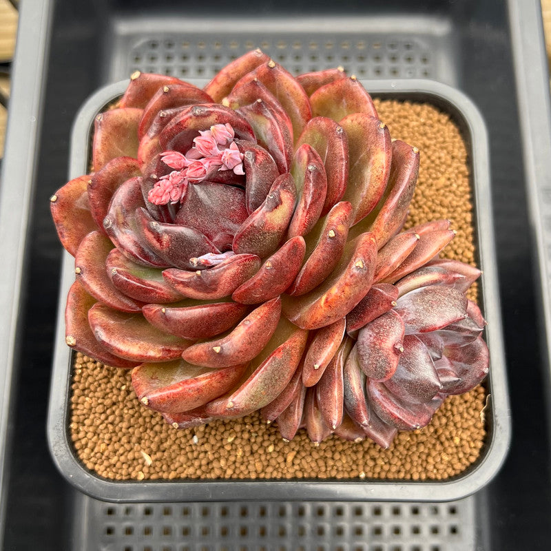 large round leaf succulent Echeveria 'Black Mink' Round Leaf Extra Large 6"-7" Succulent Plant Cutting
