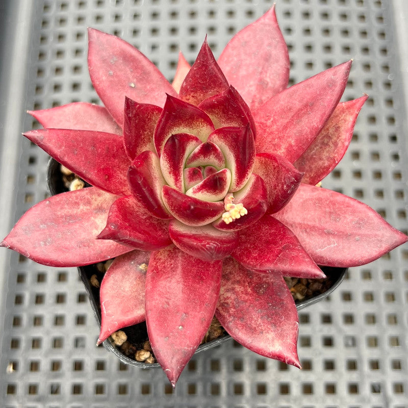 romeo rubin succulent Echeveria Agavoides 'Romeo Rubin' 3"-4" Succulent Plant