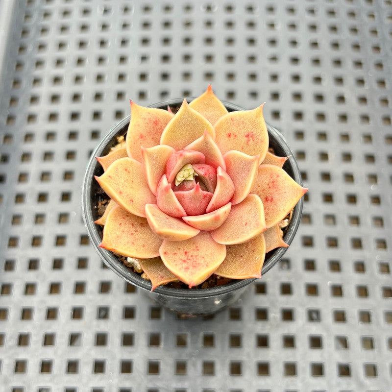 mystery succulent Echeveria 'Mysterious Rose' 1”-2” Succulent Plant – True Succulents Plant  Co