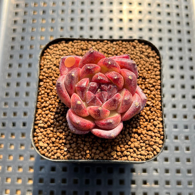 forest succulents Echeveria 'Chongqing Forest' 2" Succulent Plant Cutting – True Succulents Plant Co