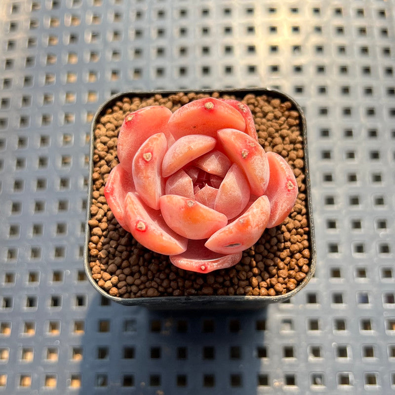 purple heart plant succulent Echeveria 'Purple Heart' 1"-2" Succulent Plant Cutting – True Succulents Plant Co