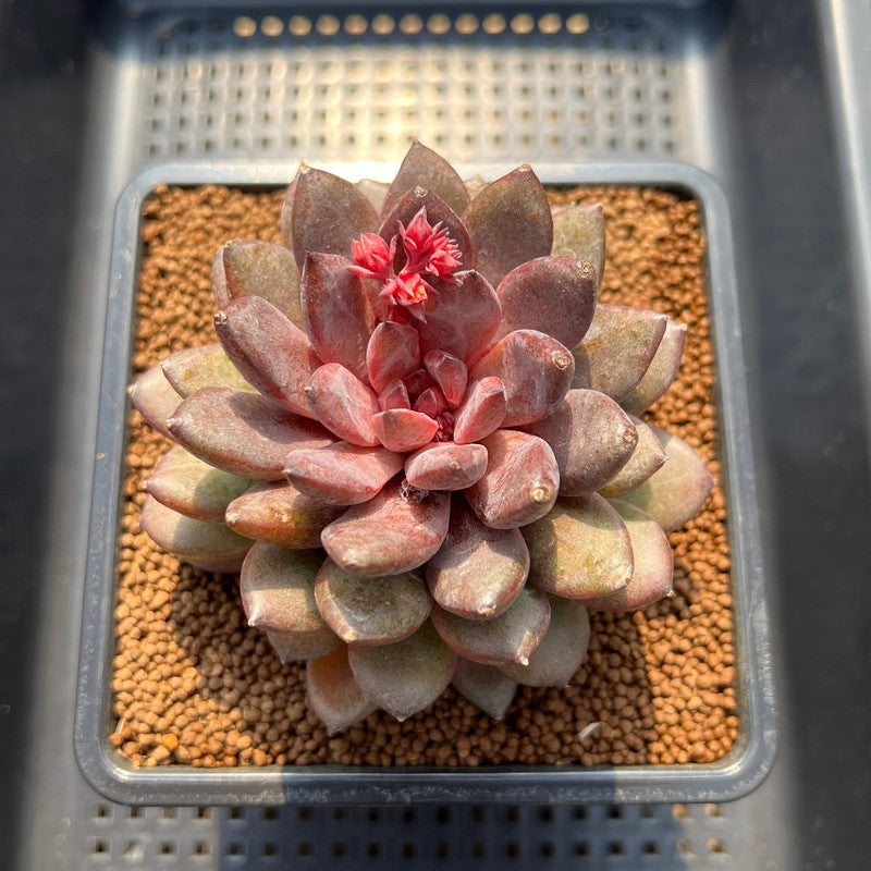 black beauty succulent Echeveria 'Black Beauty' 3"-4" Succulent Plant Cutting