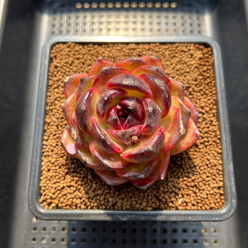 succulent demon Echeveria 'Bull Demon King' 3" Succulent Plant Cutting