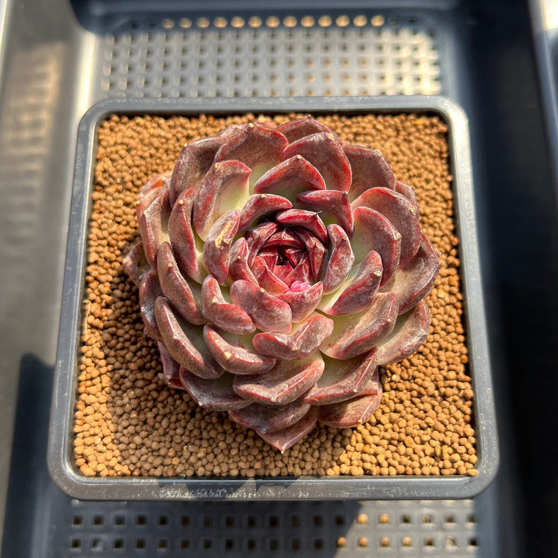 black radiance succulent plum Echeveria 'Black Plum' 3"-4" Succulent Plant Cutting