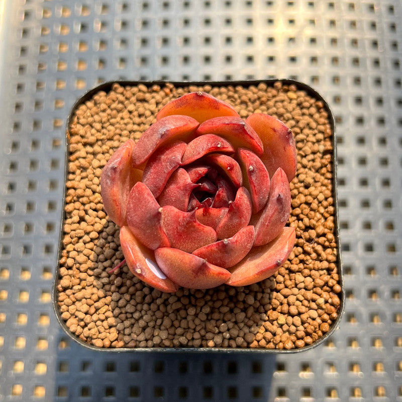 burgundy succulent plant Echeveria 'Burgundy Edge' 2" Succulent Plant Cutting – True Succulents Plant Co