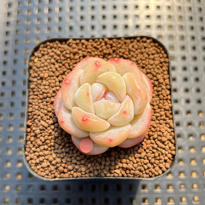 porcelain succulents Echeveria 'Snow Porcelain' 1" Succulent Plant Cutting