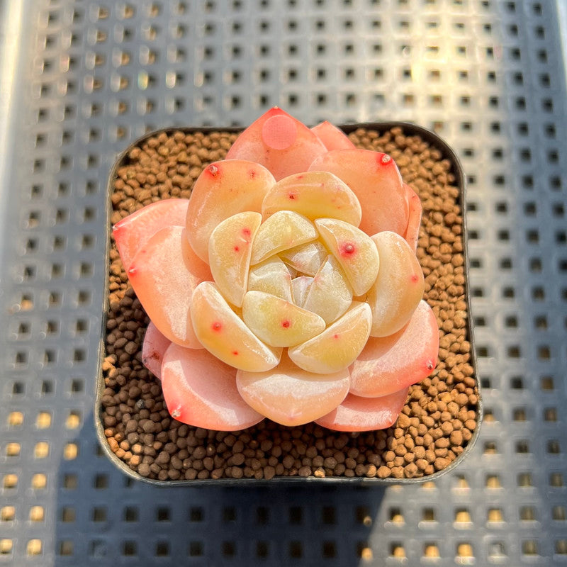 frost succulents Echeveria 'Frost Flower' 1"-2" Succulent Plant Cutting