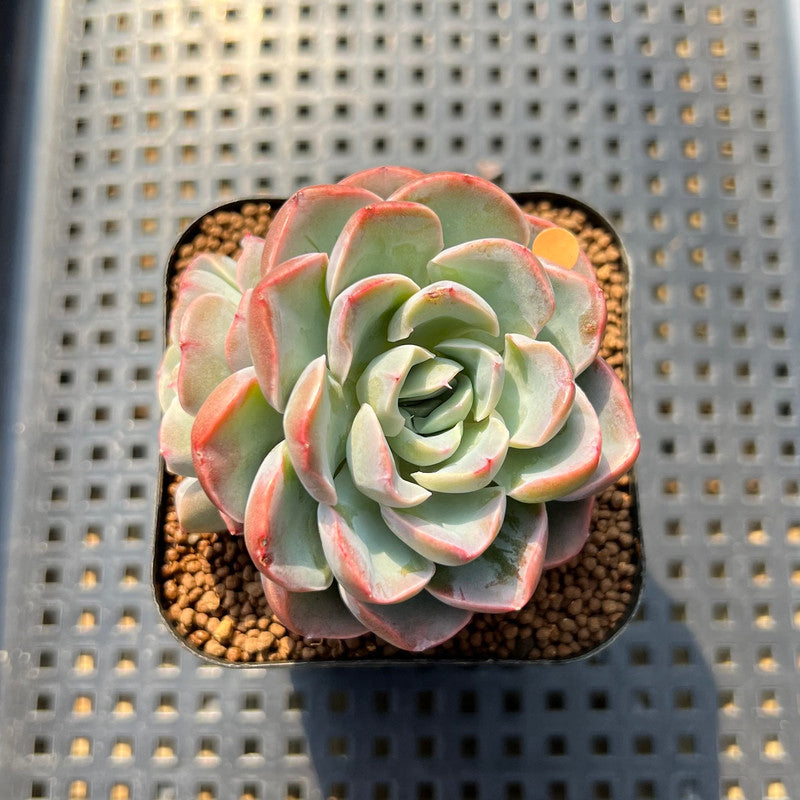 mona lisa succulent Echeveria 'Mona Lisa' 2" Succulent Plant Cutting