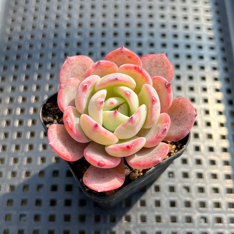 Echeveria 'Laurensis' 2