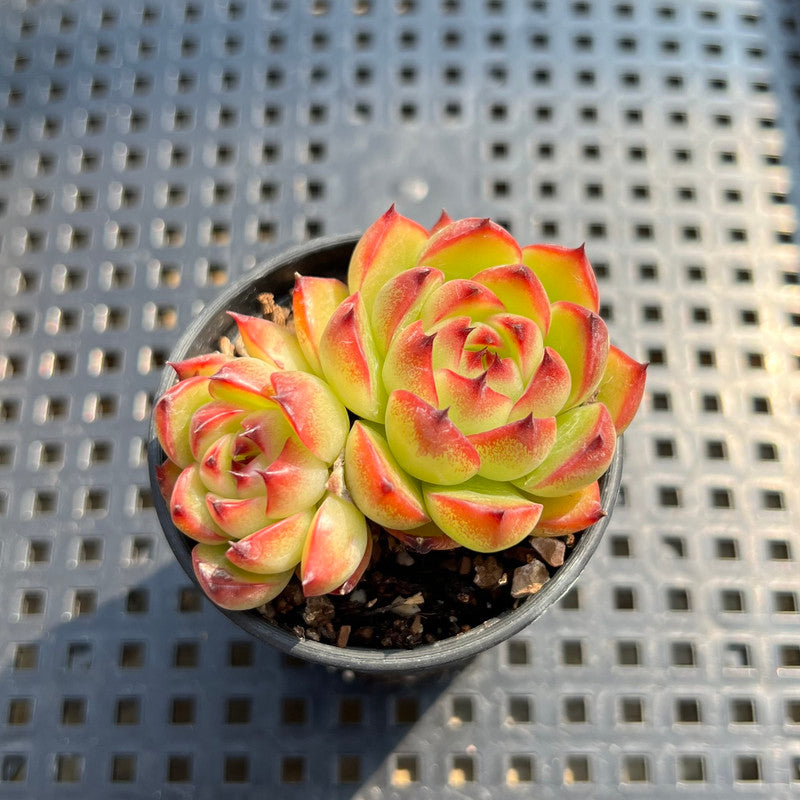 succulent moonstone plant Echeveria Agavoides 'Moonstone' 1"-2" Succulent Plant