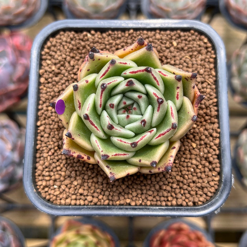 echeveria succulent cats Echeveria Agavoides 'Black Cat' 2" Succulent Plant Cutting