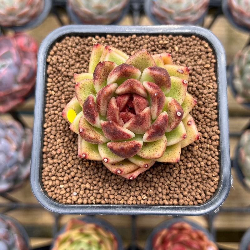 black rose succulent cuttings Echeveria 'Black Rose' 1