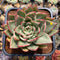 Echeveria Agavoides 'Maria' Variegated 3" Succulent Plant Cutting