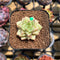 Echeveria Agavoides 'Wrinkle Maria' 1" Succulent Plant Cutting