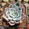 Echeveria 'Icy Colorata' 3" Succulent Plant Cutting