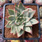 Echeveria Agavoides 'Maria' Variegated 2"-3" Succulent Plant Cutting