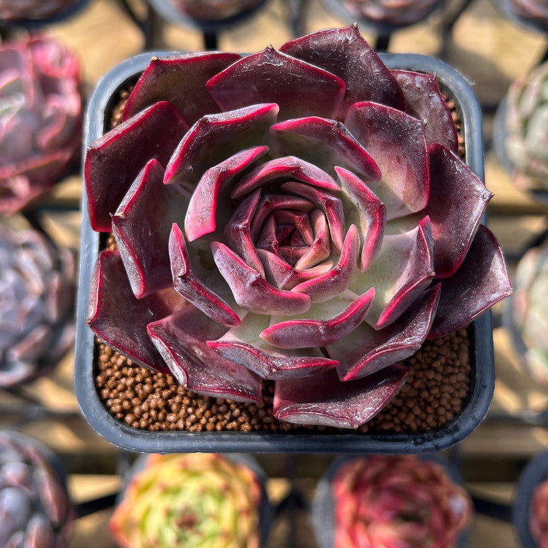 hot pink succulent Echeveria 'Pink Bunny' 2" Succulent Plant Cutting – True Succulents Plant Co