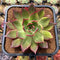 Echeveria 'Bouquet' Variegated? 3"-4" Succulent Plant Cutting