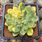 Echeveria 'Pulidonis' Variegated 3" Succulent Plant Cutting