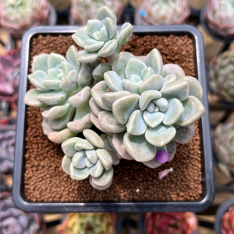 Graptoveria 'Bubble Bomb' 3