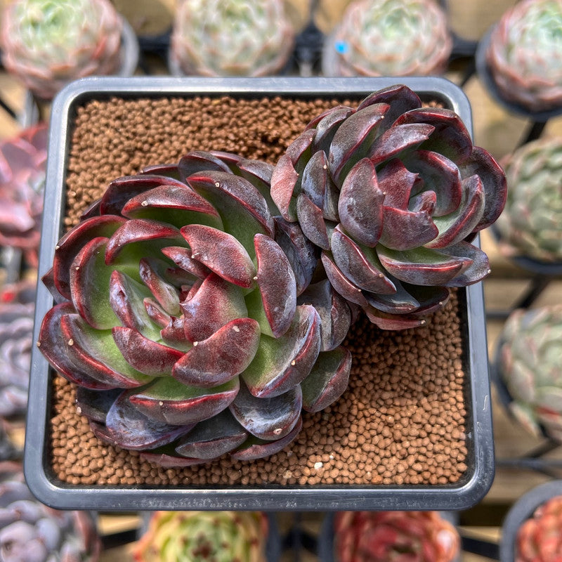 succulent plants purple leaves Echeveria 'Purple Sherin' 3" Cluster Succulent Plant Cutting
